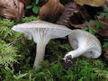 Hygrophorus agathosmus